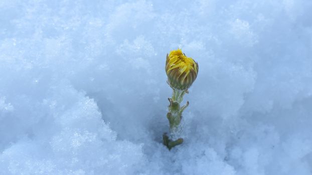 Yellow primroses coltsfoot  tremble in snow 