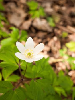 A Very Nice and Ornate Little White Anemone on the Forest Floor with Green Leaves and Blurred Background with twigs Isolated and Lit Harmony and Peace