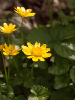 Beautiful Golden Yellow Celandines on the Green and Brown Forest Floor in Focus with A Beetle on the Top Leaf Eating and Chewing the Leaf High Detail Stunning Bright and Lush, Vibrant