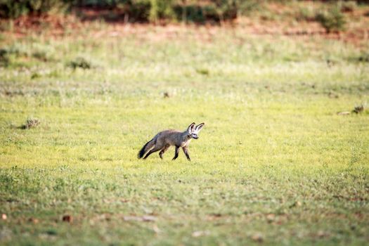 Bat-eared fox walking in the grass in the Kgalagadi Transfrontier Park, South Africa.