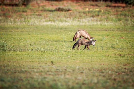 Two Bat-eared foxes walking in the grass in the Kgalagadi Transfrontier Park, South Africa.