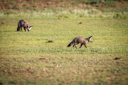 Two Bat-eared foxes walking in the grass in the Kgalagadi Transfrontier Park, South Africa.