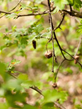 A Close up Dangling Dead Berry in the Forest on a Branch Brown and Decayed in Spring and Bokeh