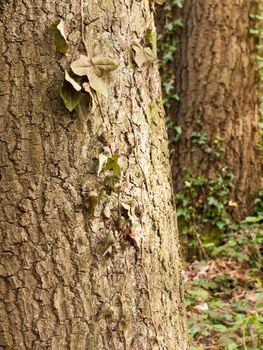 The Pattern and texture of Two Trees in A Forest and ther Brown And Rough Bark with Lines and Cracks and Bumps in the light and with Leaves