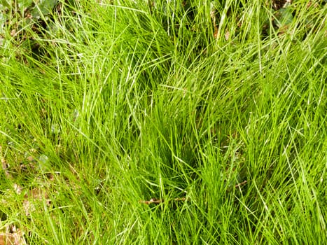 Lovely Lush Bright Green Grass with Lots of Light and Colour and Emotion, Vibrant and Beautiful, Simple and Stunning with Good texture and tone and pattern