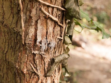 Brown and Golden Tree Bark Up Close with Leaves and Twigs Hanging on in Forest with blur Background Bokeh and Nice texture and pattern and light