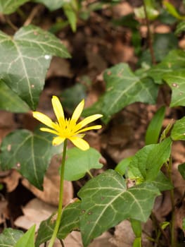 A Single Celandine Yellow and Shooting up on the Forest Floor with Green Leaves and High Detail Isolated