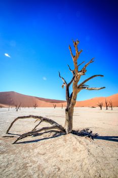 Dead tree in Sossusvlei in Namibia.