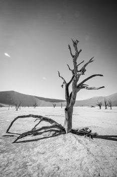 Dead tree in black and white in Sossusvlei desert in Nambia.