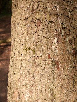 The Brown and Cracked Texture of Tree Bark up Close in Forest with High Detail and Good Shadow and tone and Patterns Baked and Breaking and Peeling