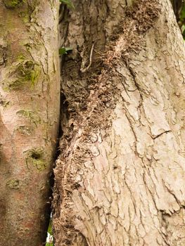 Rough and Crisp Texture and Pattern of Some Bark Up Close With Browns and Cracks and A Hanging Rope Natural and Moss Bits