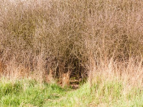 A Rabbit Hole in Plant Branches and Shrubs, with Grass at Bottom, Golden Light and Sun