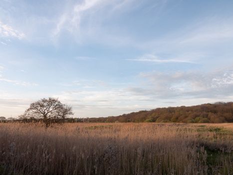 Beautiful Stunning Reeds in as the Sun Goes Down At Afternoon and Evening with Trees Blue Skies Clouds and Golden Hues and Colours, lots of Emotion and Feeling and Grass and High Detail and Landscape