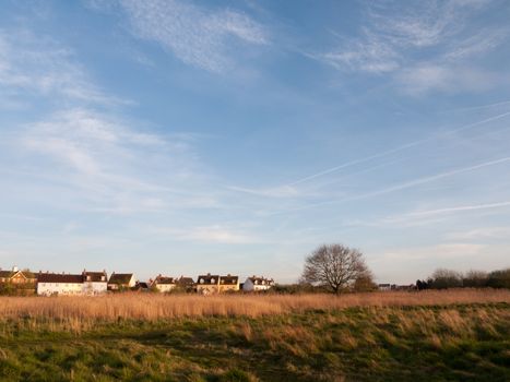 Beautiful Stunning Reeds in as the Sun Goes Down At Afternoon and Evening with Trees Blue Skies Clouds and Golden Hues and Colours, lots of Emotion and Feeling and Grass and High Detail and Landscape