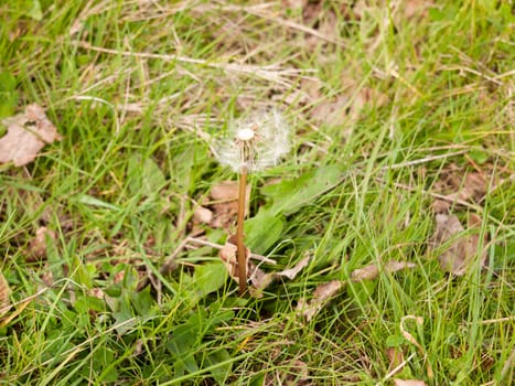 A Half Dispersed White Dandelion Head on the Ground with Grass, Isolated Macro, High Detail and Spring Sun Light