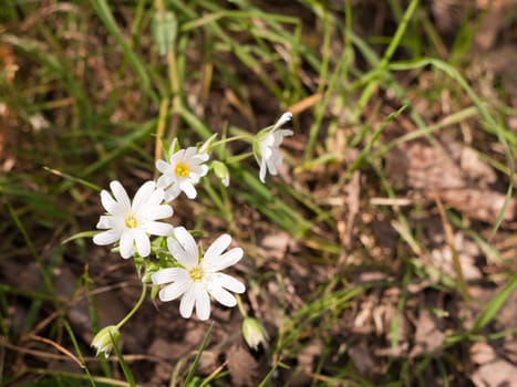 Several Beautiful White  Anemone flower heads on the floor at the side of a path, with grass and soil beneath and blurred, on a lovely sunny spring day with bright light and peace, no sound and no people