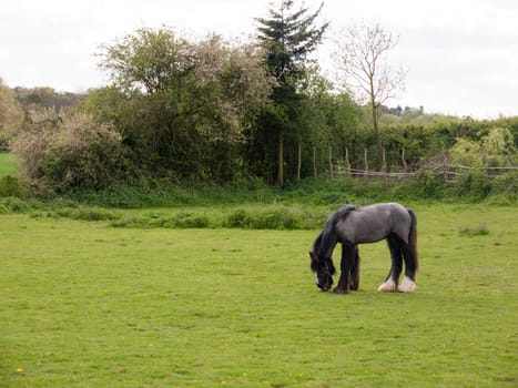 A Single Horse in A Field Chewing and Eating the Grass on the Ground, black, young, trees in the background, in spring day time with mane and white back feet and hooves