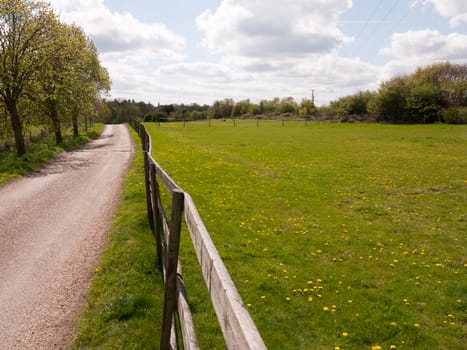 A Gorgeous Green Field and Blue Skies with White Clouds, As well as lots and many Yellow Dandelions in and on the grass in the spring sunlight and head, looking beautiful and powerful, trees in the background