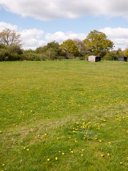 A Gorgeous Green Field and Blue Skies with White Clouds, As well as lots and many Yellow Dandelions in and on the grass in the spring sunlight and head, looking beautiful and powerful, trees in the background