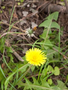 A Perfect Yellow Dandelion in Spring Time in Focus and Up Front, Isolated Macro with leaves Behind on the Ground, Swirling Stem upwards