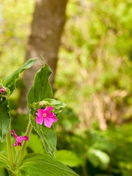 A Gorgeous Pink Small Flower Head macro Shot with A lush and Stunning Beautiful Green Leaf and Grass Background, very colourful and happy and bright