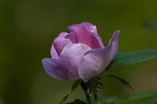 Wildrose branch with pink  bloom in glade, Sofia, Bulgaria