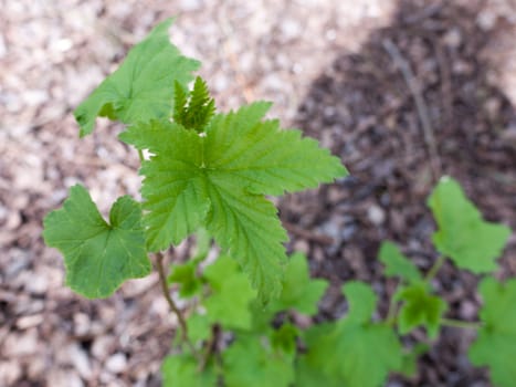 Macro of green leaf