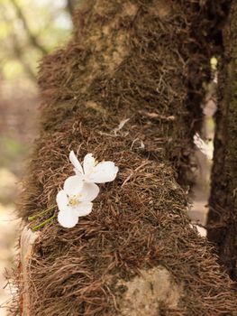 Two white flower heads on the bark of a tree