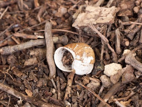 Empty Shell on Forest Floor