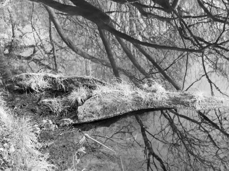 A black and white picture of a tree reflected in a lake