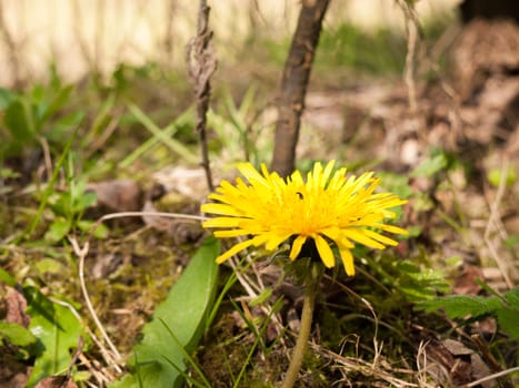 A dandelion upon the forest floor in the sunlight of spring