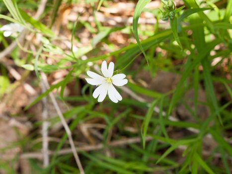 A single, isolated white flower head with grass in the background