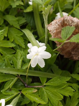 A single, isolated white flower head with grass in the background