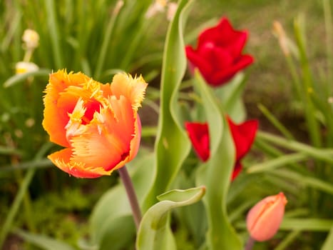 A frilly and rough cut looking orange flower head with closed petals and green leaves in the background, looking stunning