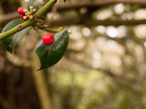 Tree Branch With red Berries and green leaves