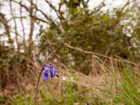 Bluebell on the ground bokeh