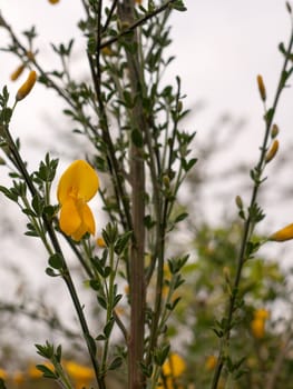 Yellow flowers of common gorse or Ulex europaeus known as whin