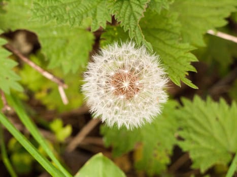 Dandelion. Dandelion fluff. Dandelion tranquil abstract closeup art background. dandelion air, white, beautiful meadow flower