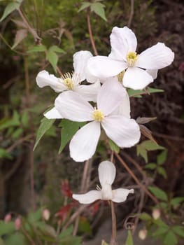 Pretty White Flower HEads