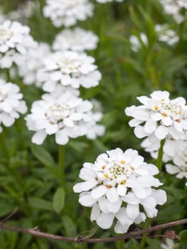 Beautiful White Flowers Nature and Peace, Looking Crisp and Clear in the Spring, on a Plant and Shrub with Green Leaves, Macro with Backgroud Blurred