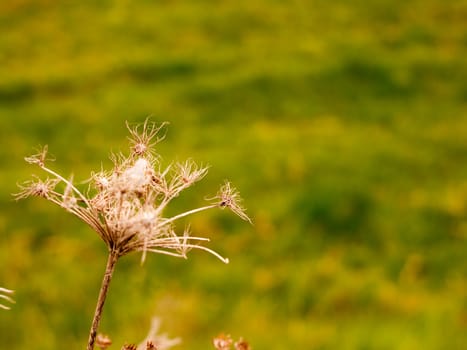 Dead Plant Swaying in Wind