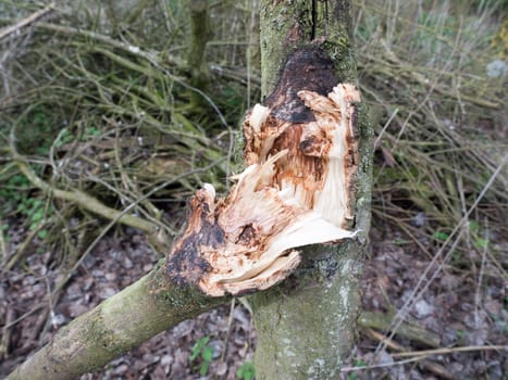 Inside of a tree open after broken