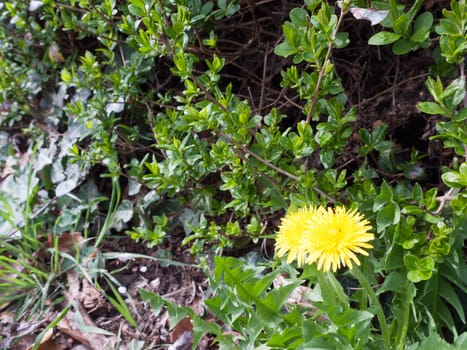 Two yellow dandelions at the bottom of a wall