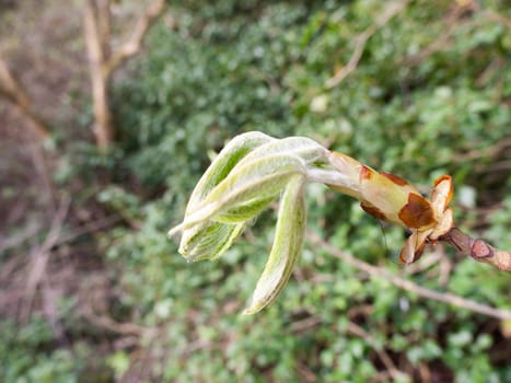 Green budding plant heads