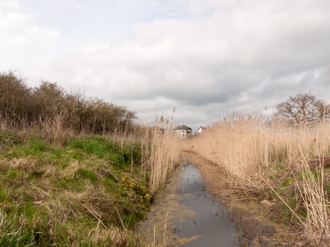 House, reeds, riverbed with leaves and flies