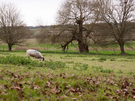 Farm sheep grazing and relaxing in spring