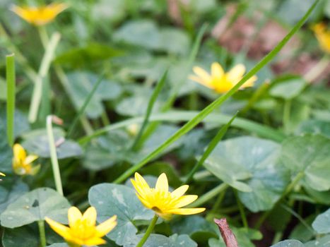 Shot of yellow flower in midst of green nettles