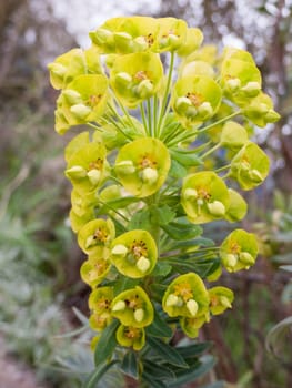 Lush flower heads opening up