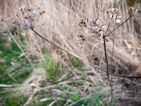 A spindly dead flower hanging in the wind