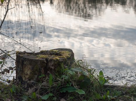 Lake tree stump up close